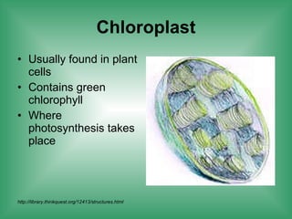 Chloroplast Usually found in plant cells Contains green chlorophyll Where photosynthesis takes place http://library.thinkquest.org/12413/structures.html 