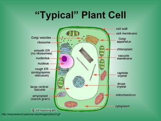 “ Typical” Plant Cell http://waynesword.palomar.edu/images/plant3.gif 