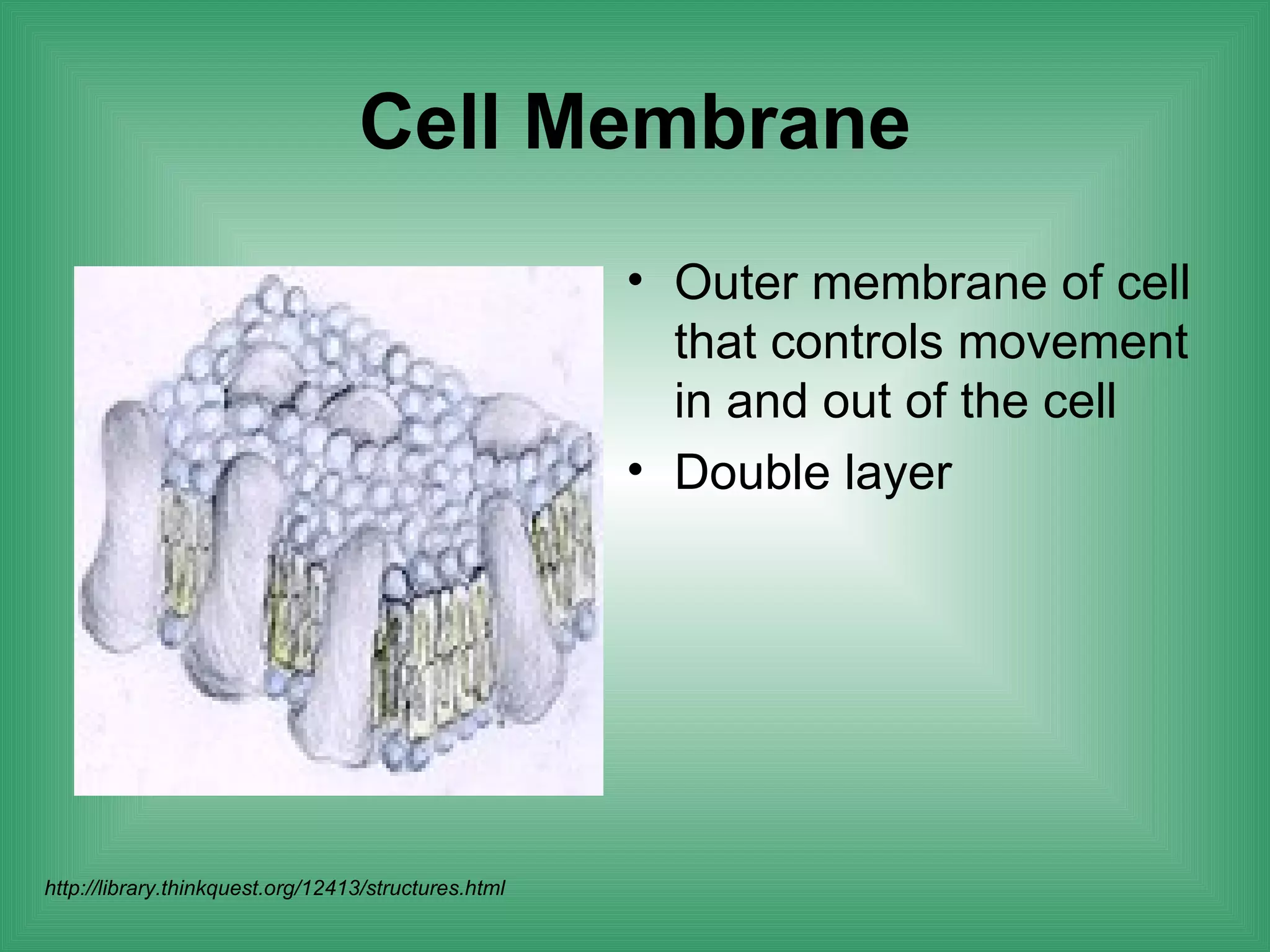 Cell Membrane
                                                      • Outer membrane of cell
                                                        that controls movement
                                                        in and out of the cell
                                                      • Double layer




http://library.thinkquest.org/12413/structures.html
 