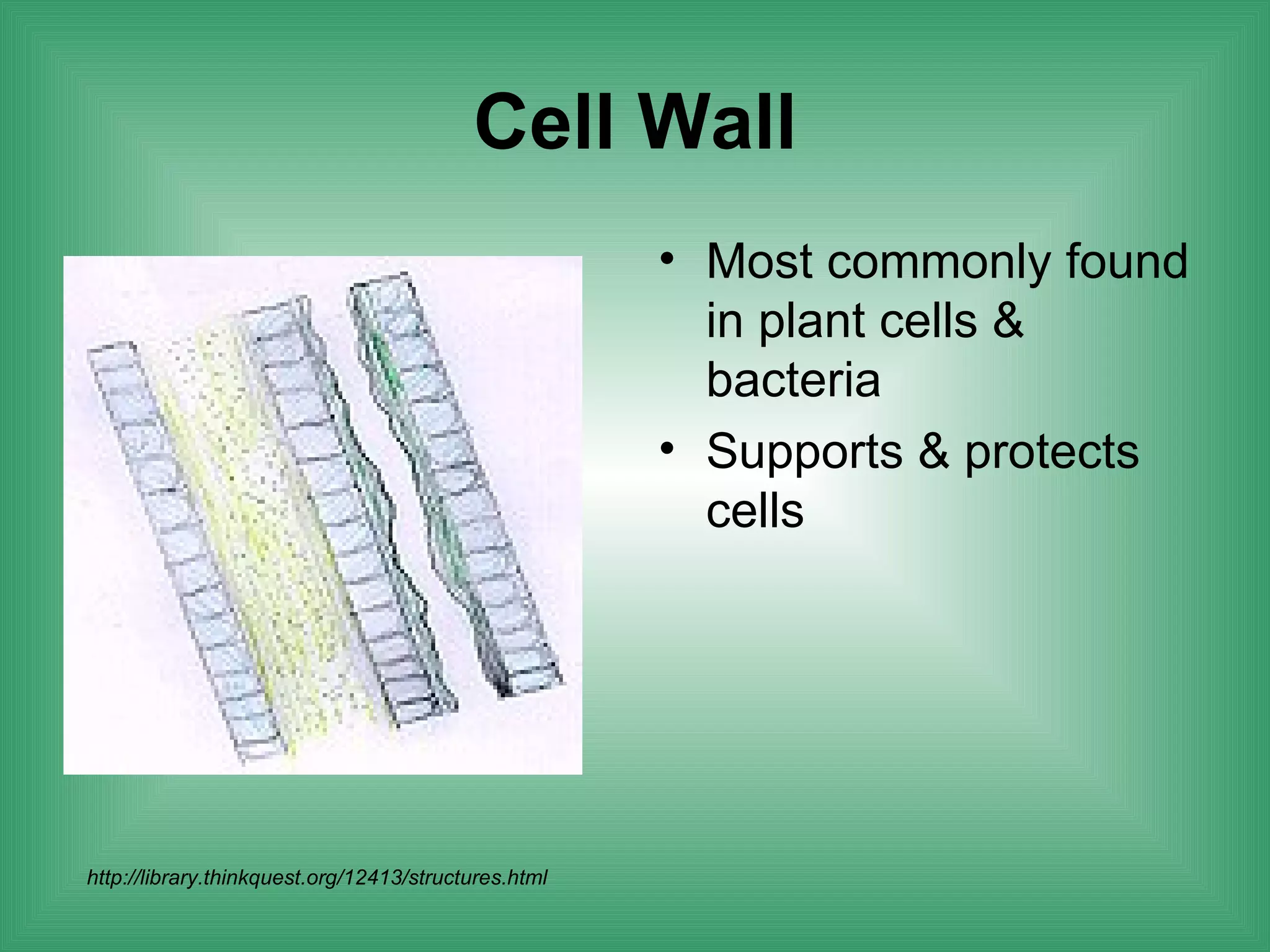 Cell Wall
                                                      • Most commonly found
                                                        in plant cells &
                                                        bacteria
                                                      • Supports & protects
                                                        cells




http://library.thinkquest.org/12413/structures.html
 