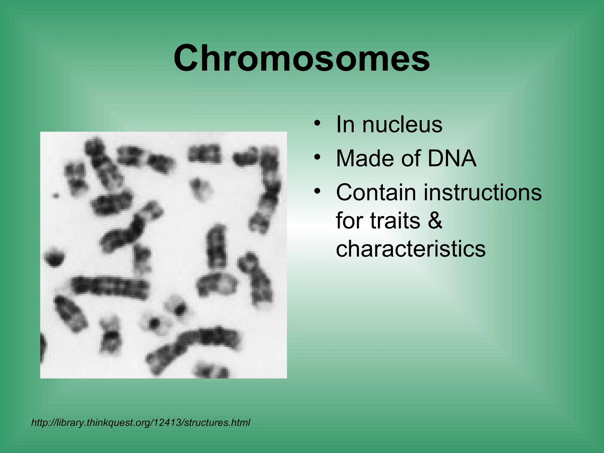 Chromosomes
                                                      • In nucleus
                                                      • Made of DNA
                                                      • Contain instructions
                                                        for traits &
                                                        characteristics




http://library.thinkquest.org/12413/structures.html
 