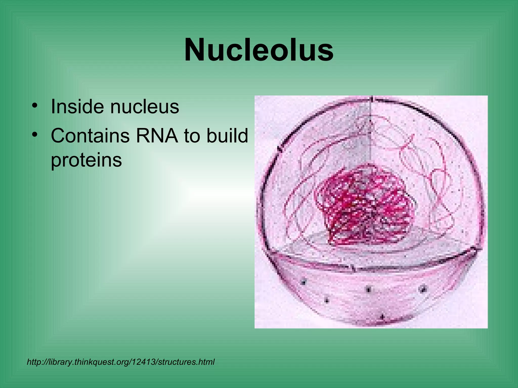 Nucleolus
 • Inside nucleus
 • Contains RNA to build
   proteins




http://library.thinkquest.org/12413/structures.html
 