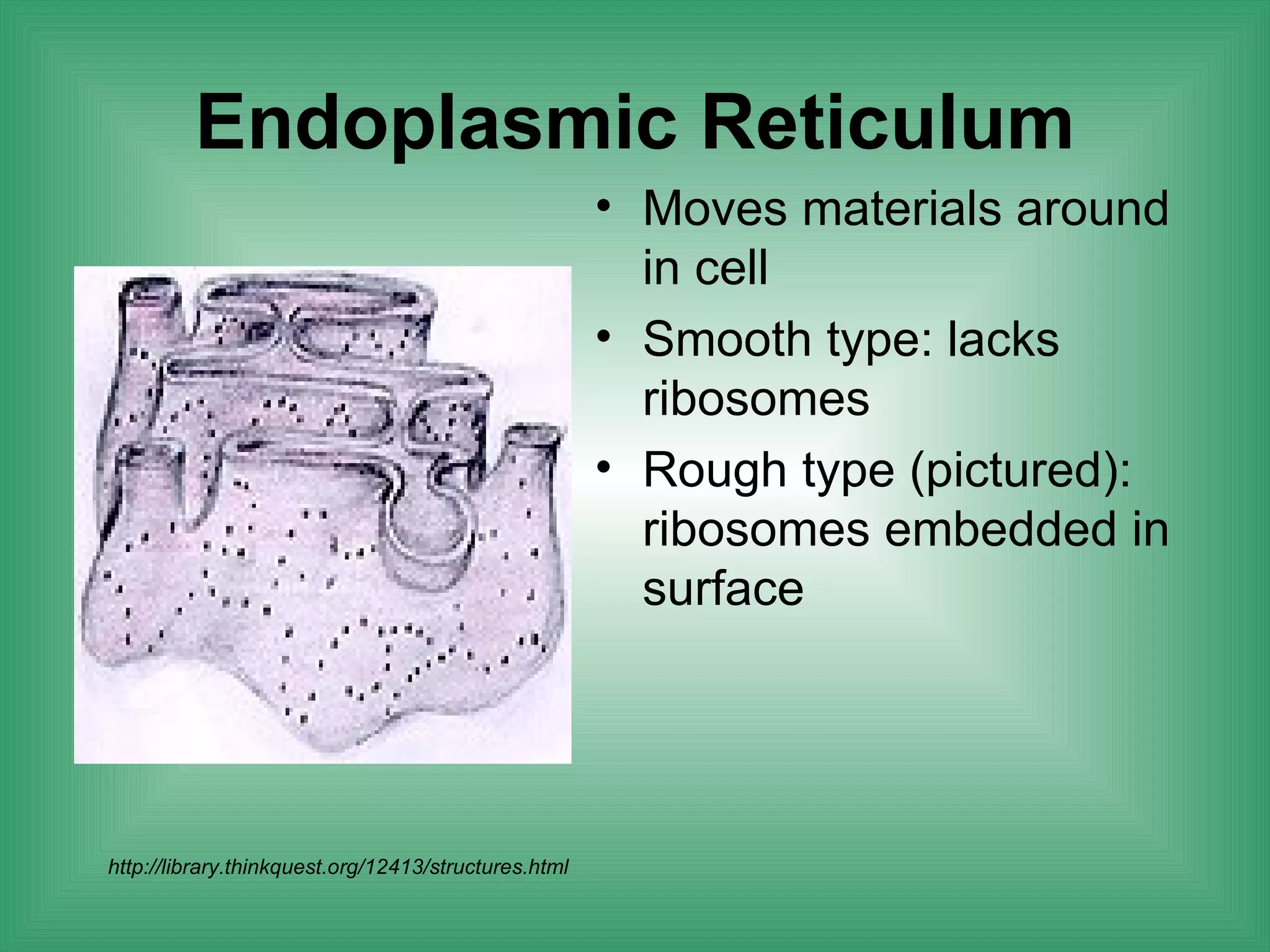 Endoplasmic Reticulum
                                                      • Moves materials around
                                                        in cell
                                                      • Smooth type: lacks
                                                        ribosomes
                                                      • Rough type (pictured):
                                                        ribosomes embedded in
                                                        surface




http://library.thinkquest.org/12413/structures.html
 