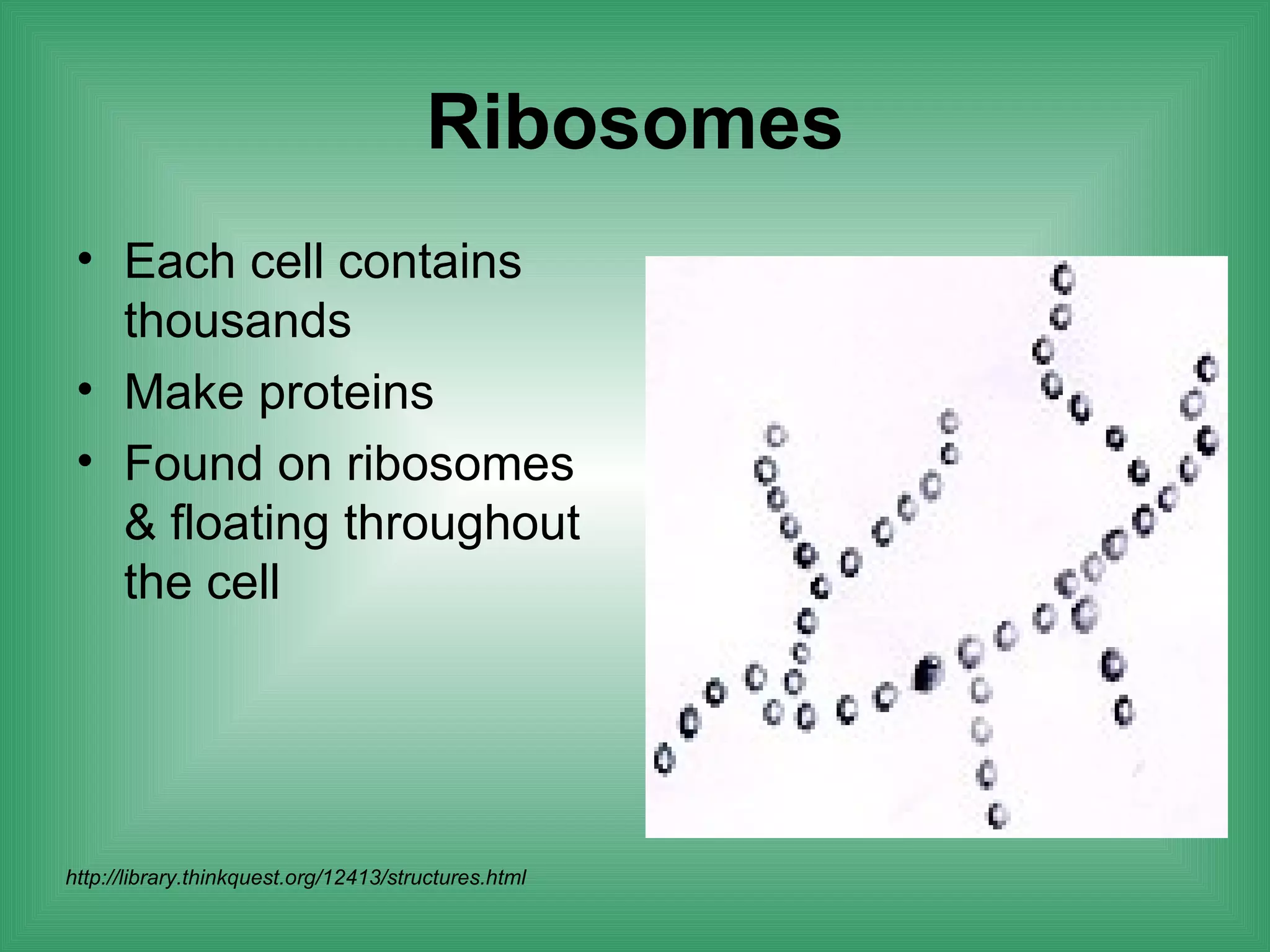 Ribosomes
 • Each cell contains
   thousands
 • Make proteins
 • Found on ribosomes
   & floating throughout
   the cell




http://library.thinkquest.org/12413/structures.html
 