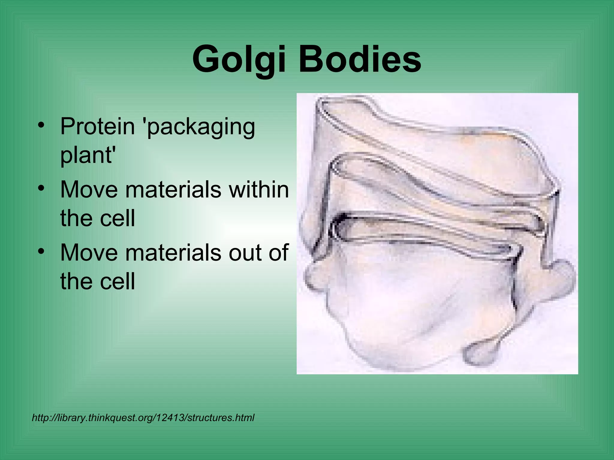 Golgi Bodies
 • Protein 'packaging
   plant'
 • Move materials within
   the cell
 • Move materials out of
   the cell




http://library.thinkquest.org/12413/structures.html
 