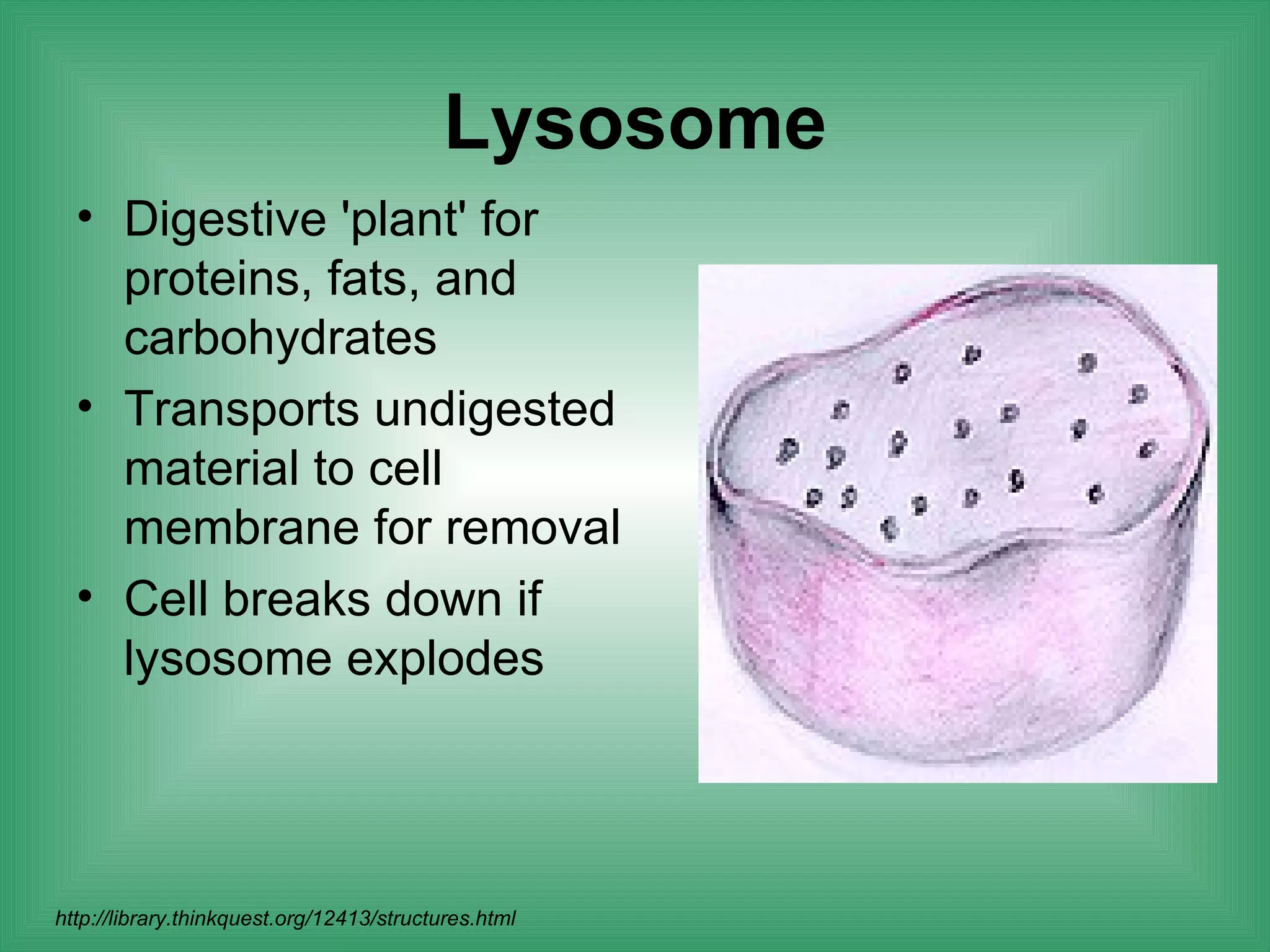 Lysosome
  • Digestive 'plant' for
    proteins, fats, and
    carbohydrates
  • Transports undigested
    material to cell
    membrane for removal
  • Cell breaks down if
    lysosome explodes




http://library.thinkquest.org/12413/structures.html
 