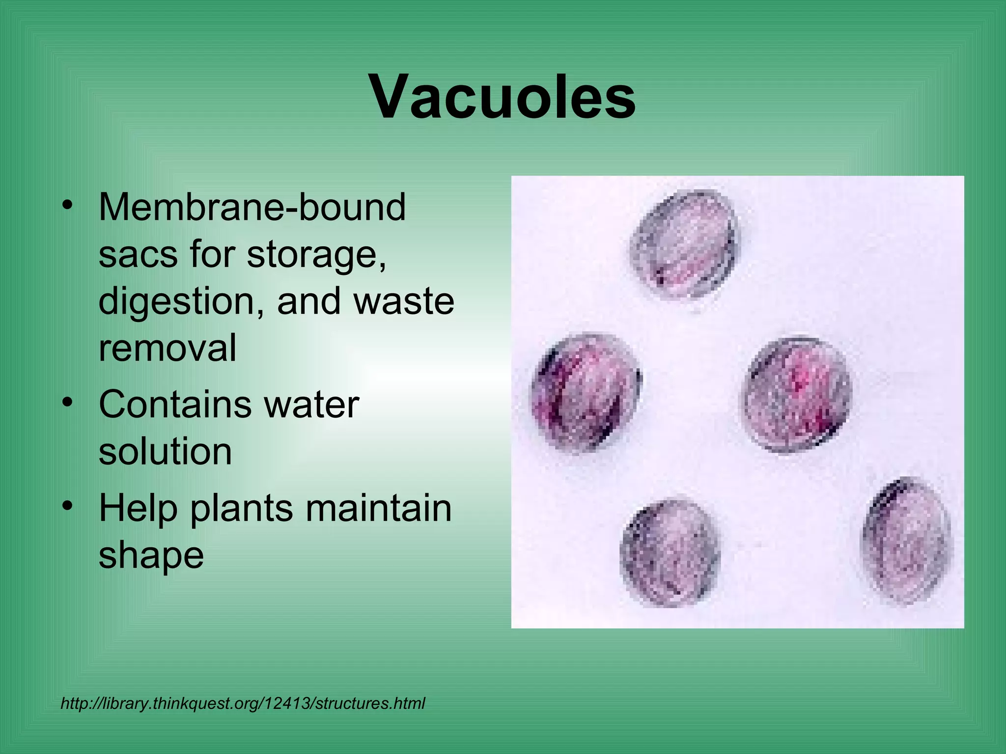 Vacuoles
• Membrane-bound
  sacs for storage,
  digestion, and waste
  removal
• Contains water
  solution
• Help plants maintain
  shape


http://library.thinkquest.org/12413/structures.html
 