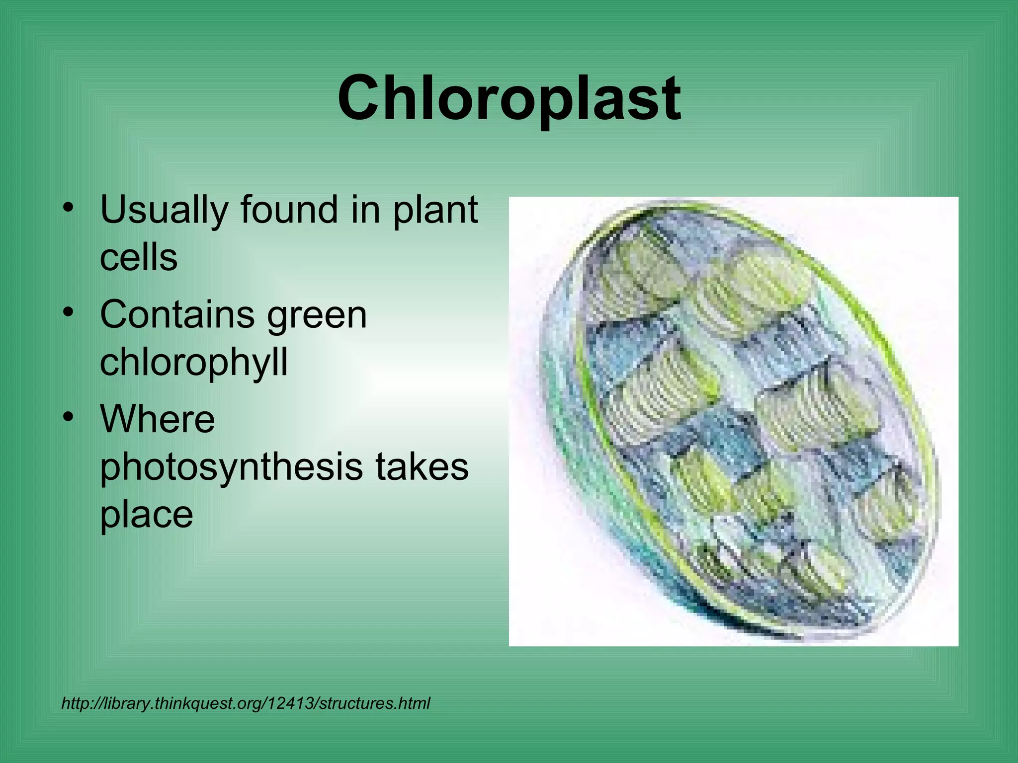 Chloroplast
• Usually found in plant
  cells
• Contains green
  chlorophyll
• Where
  photosynthesis takes
  place



http://library.thinkquest.org/12413/structures.html
 