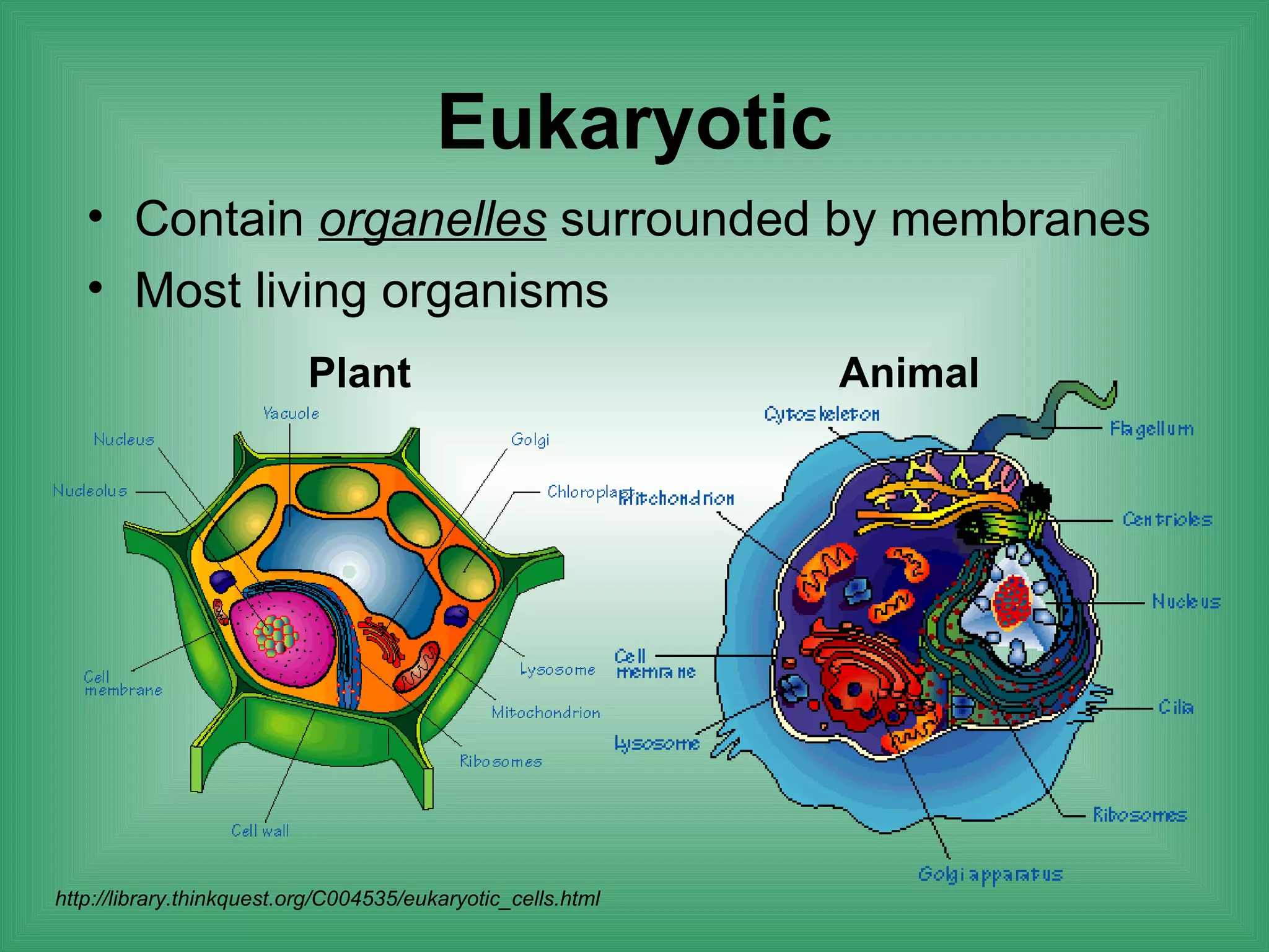 Eukaryotic
   • Contain organelles surrounded by membranes
   • Most living organisms
                           Plant                              Animal




http://library.thinkquest.org/C004535/eukaryotic_cells.html
 