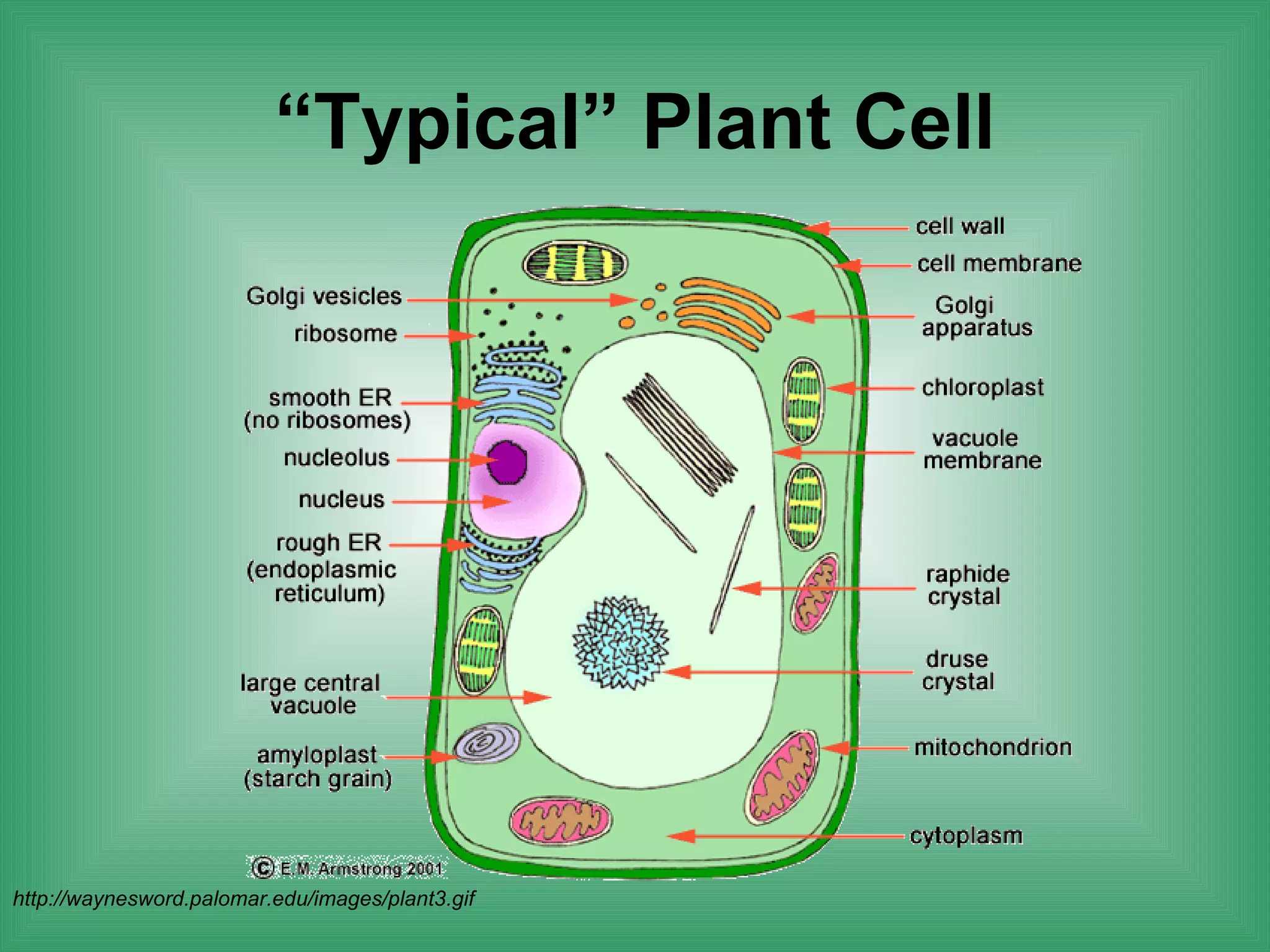 “Typical” Plant Cell




http://waynesword.palomar.edu/images/plant3.gif
 