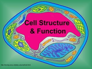 Cell Structure
                                     & Function



http://koning.ecsu.ctstateu.edu/cell/cell.html
 