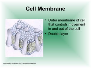 Cell Membrane
                                                      • Outer membrane of cell
                                                        that controls movement
                                                        in and out of the cell
                                                      • Double layer




http://library.thinkquest.org/12413/structures.html
 