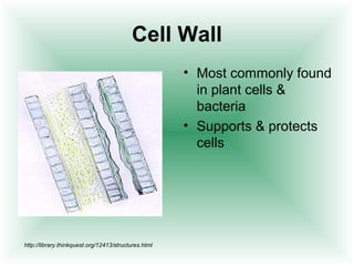 Cell Wall
                                                      • Most commonly found
                                                        in plant cells &
                                                        bacteria
                                                      • Supports & protects
                                                        cells




http://library.thinkquest.org/12413/structures.html
 