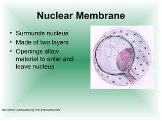 Nuclear Membrane
       • Surrounds nucleus
       • Made of two layers
       • Openings allow
         material to enter and
         leave nucleus




http://library.thinkquest.org/12413/structures.html
 