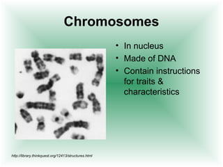 Chromosomes
                                                      • In nucleus
                                                      • Made of DNA
                                                      • Contain instructions
                                                        for traits &
                                                        characteristics




http://library.thinkquest.org/12413/structures.html
 