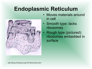 Endoplasmic Reticulum
                                                      • Moves materials around
                                                        in cell
                                                      • Smooth type: lacks
                                                        ribosomes
                                                      • Rough type (pictured):
                                                        ribosomes embedded in
                                                        surface




http://library.thinkquest.org/12413/structures.html
 