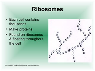 Ribosomes
 • Each cell contains
   thousands
 • Make proteins
 • Found on ribosomes
   & floating throughout
   the cell




http://library.thinkquest.org/12413/structures.html
 
