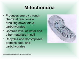 Mitochondria
• Produces energy through
  chemical reactions –
  breaking down fats &
  carbohydrates
• Controls level of water and
  other materials in cell
• Recycles and decomposes
  proteins, fats, and
  carbohydrates

http://library.thinkquest.org/12413/structures.html
 