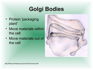 Golgi Bodies
 • Protein 'packaging
   plant'
 • Move materials within
   the cell
 • Move materials out of
   the cell




http://library.thinkquest.org/12413/structures.html
 