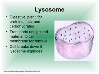 Lysosome
  • Digestive 'plant' for
    proteins, fats, and
    carbohydrates
  • Transports undigested
    material to cell
    membrane for removal
  • Cell breaks down if
    lysosome explodes




http://library.thinkquest.org/12413/structures.html
 
