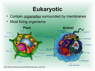 Eukaryotic
   • Contain organelles surrounded by membranes
   • Most living organisms
                           Plant                              Animal




http://library.thinkquest.org/C004535/eukaryotic_cells.html
 