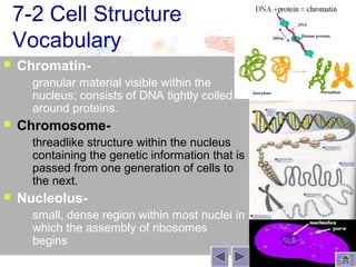 7-2 Cell Structure
    Vocabulary
   Chromatin-
       granular material visible within the
        nucleus; consists of DNA tightly coiled
        around proteins.
   Chromosome-
       threadlike structure within the nucleus
        containing the genetic information that is
        passed from one generation of cells to
        the next.
   Nucleolus-
       small, dense region within most nuclei in
        which the assembly of ribosomes
        begins
 