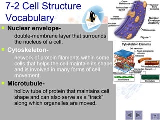 7-2 Cell Structure
    Vocabulary
   Nuclear envelope-
       double-membrane layer that surrounds
        the nucleus of a cell.
   Cytoskeleton-
       network of protein filaments within some
        cells that helps the cell maintain its shape
        and is involved in many forms of cell
        movement.
   Microtubule-
       hollow tube of protein that maintains cell
        shape and can also serve as a “track”
        along which organelles are moved.
 
