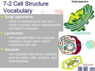 7-2 Cell Structure
    Vocabulary
   Golgi apparatus-
       stack of membranes in the cell in
        which enzymes attach carbohydrates
        and lipids to proteins.
   Lysosome-
       cell organelle filled with enzymes
        needed to break down certain
        materials in the cell.
   Vacuole-
       cell organelle that stores materials
        such as water, salts, proteins, and
        carbohydrates.
 