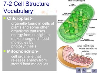 7-2 Cell Structure
Vocabulary
   Chloroplast-
       organelle found in cells of
        plants and some other
        organisms that uses
        energy from sunlight to
        make energy-rich food
        molecules by
        photosynthesis.
   Mitochondrion-
       cell organelle that
        releases energy from
        stored food molecules.
 