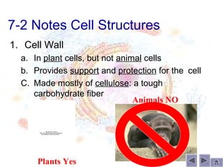 7-2 Notes Cell Structures
1. Cell Wall
  a. In plant cells, but not animal cells
  b. Provides support and protection for the cell
  C. Made mostly of cellulose: a tough
     carbohydrate fiber
                                 Animals NO


                QuickTime™ and a
      TIFF (Uncompressed) decompressor
         are needed to see this picture.




      Plants Yes
 