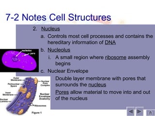 7-2 Notes Cell Structures
      2. Nucleus
         a. Controls most cell processes and contains the
            hereditary information of DNA
         b. Nucleolus
            i. A small region where ribosome assembly
                begins
         c. Nuclear Envelope
            i.  Double layer membrane with pores that
                surrounds the nucleus
            ii. Pores allow material to move into and out
                of the nucleus
 