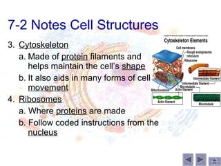 7-2 Notes Cell Structures
3. Cytoskeleton
   a. Made of protein filaments and
      helps maintain the cell’s shape
   b. It also aids in many forms of cell
      movement
4. Ribosomes
   a. Where proteins are made
   b. Follow coded instructions from the
      nucleus
 