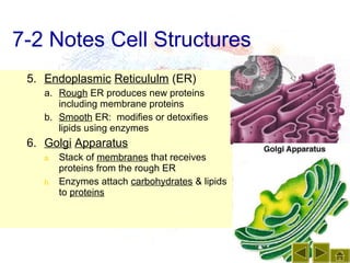 7-2 Notes Cell Structures
 5. Endoplasmic Reticululm (ER)
    a. Rough ER produces new proteins
       including membrane proteins
    b. Smooth ER: modifies or detoxifies
       lipids using enzymes
 6. Golgi Apparatus
    a.   Stack of membranes that receives
         proteins from the rough ER
    b.   Enzymes attach carbohydrates & lipids
         to proteins
 