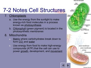 7-2 Notes Cell Structures
7. Chloroplasts
   a. Use the energy from the sunlight to make
      energy-rich food molecules in a process
      known as photosynthesis
   b. Chlorophyll (green pigment) is located in the
      photosynthetic membranes
8. Mitochondria
   a.   Matrix where carbohydrates break down to
        form CO2 and water
   b.   Use energy from food to make high-energy
        compounds (ATP) that the cell can use to
        power growth, development, and movement
 
