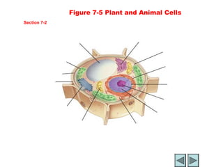 Figure 7-5 Plant and Animal Cells
           Section 7-2


                                                           Smooth endoplasmic
                                Vacuole                    reticulum
                                                                     Ribosome
                                                                     (free)
                    Chloroplast
                                                                       Ribosome
                                                                       (attached)
                   Cell
                   Membrane
                                                                        Nuclear
                 Cell wall                                              envelope


                                                                      Nucleolus

                Golgi
                apparatus                                          Nucleus

                             Mitochondrian                Rough endoplasmic reticulum


                                             Plant Cell

Go to
Section:
 
