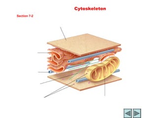 Figure 7-7 Cytoskeleton
           Section 7-2


                                Cell membrane




           Endoplasmic
           reticulum



            Microtubule


           Microfilament


                Ribosomes                       Michondrion


Go to
Section:
 