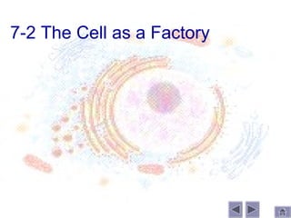 7-2 The Cell as a Factory
 