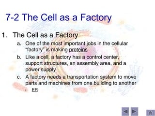 7-2 The Cell as a Factory
1. The Cell as a Factory
    a. One of the most important jobs in the cellular
       “factory” is making proteins
    b. Like a cell, a factory has a control center,
       support structures, an assembly area, and a
       power supply
    c. A factory needs a transportation system to move
       parts and machines from one building to another
       i.   ER
 