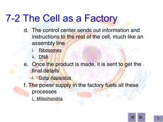 7-2 The Cell as a Factory
    d. The control center sends out information and
       instructions to the rest of the cell, much like an
       assembly line
       i. Ribosomes
       ii. DNA
    e. Once the product is made, it is sent to get the
       final details
       i.   Golgi Apparatus
    f. The power supply in the factory fuels all these
        processes
       i. Mitochondria
 