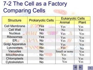 7-2 The Cell as a Factory
Comparing Cells
                                         Eukaryotic Cells
  Structure       Prokaryotic Cells
                                        Animal      Plant
Cell Membrane           Yes              Yes          Yes
   Cell Wall            Yes              No           Yes
   Nucleus              No               Yes          Yes
  Ribosomes             Yes              Yes          Yes
      ER                No               Yes          Yes
Golgi Apparatus         No               Yes          Yes
 Lysosomes              No               Yes           No
   Vacuoles             No            Small or none   Yes
 Mitochondria           No               Yes          Yes
 Chloroplasts           No                No          Yes
 Cytoskeleton           No                Yes         Yes
 
