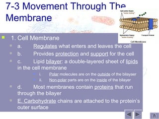 7-3 Movement Through The
    Membrane
    1. Cell Membrane
       a.      Regulates what enters and leaves the cell
       b.      Provides protection and support for the cell
       c.      Lipid bilayer: a double-layered sheet of lipids
        in the cell membrane
                  i.    Polar molecules are on the outside of the bilayaer
                  ii.   Non-polar parts are on the inside of the bilayer
       d.     Most membranes contain proteins that run
        through the bilayer
       E. Carbohydrate chains are attached to the protein’s
        outer surface
 