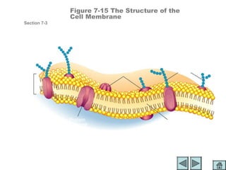 Figure 7-15 The Structure of the
                         Cell Membrane
           Section 7-3




     Outside
     of cell

                                                           Carbohydrate
                                      Proteins             chains

  Cell
  membrane




      Inside
      of cell
      (cytoplasm)        Protein                 Lipid bilayer
                         channel




Go to
Section:
 