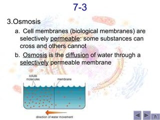 7-3
3.Osmosis
  a. Cell membranes (biological membranes) are
    selectively permeable: some substances can
    cross and others cannot
  b. Osmosis is the diffusion of water through a
    selectively permeable membrane
 