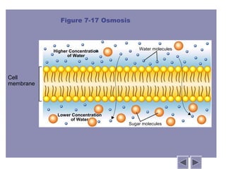 Figure 7-17 Osmosis



                                      Water molecules
           Higher Concentration
                 of Water




Cell
membrane




            Lower Concentration
                 of Water
                                  Sugar molecules
 