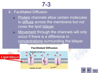 7-3
     4. Facilitated Diffusion
        a. Protein channels allow certain molecules
           to diffuse across the membrane but not
           cross the lipid bilayer
        b. Movement through the channels will only
           occur if there is a difference in
           concentrations surrounding the bilayer



Lipid bilayer
 