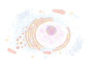 Cell structure & function