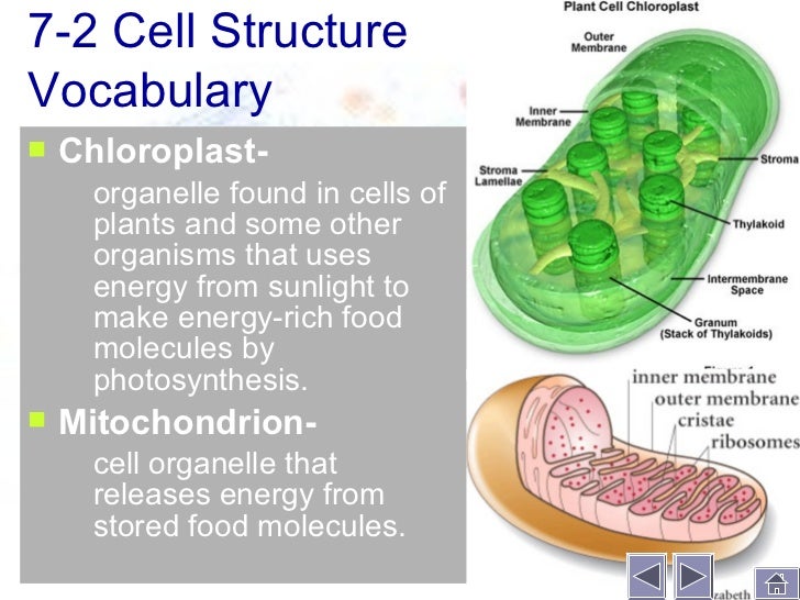 venn diagram mitochondria and chloroplast under fontanacountryinn com venn diagram of chloroplasts and mitochondria