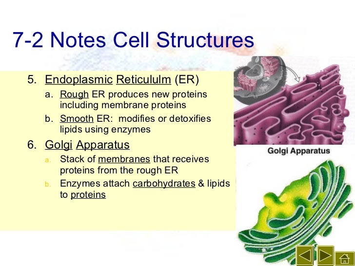 Cell structure & function