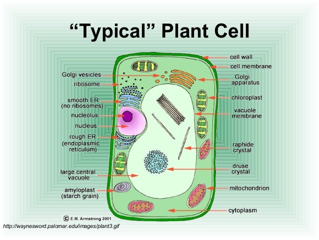 Cell structure function