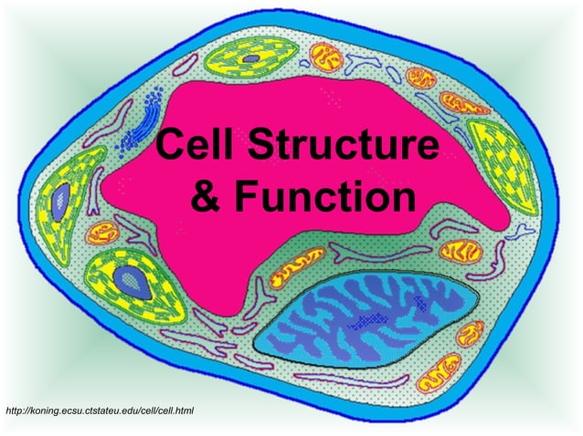 Cell Structure & Function Guide | PPT